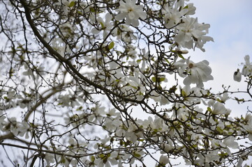 tree, spring, flower, blossom, nature, flowers, bloom