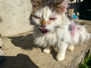 Homeless hungry poor sick white cute kind good cat with diseases and bald torn hair. Concept: helping homeless pets at the shelter