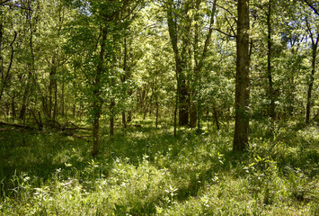 A magical springtime forest in the sunlight.