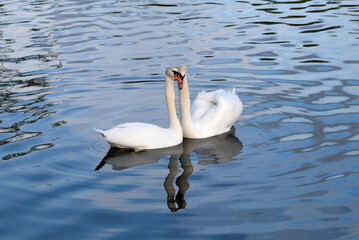 Two Mute Swans (cygnus olor) as a harmoniously united pair in evening soft light Two swans