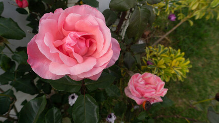 Flores rosas en jardín