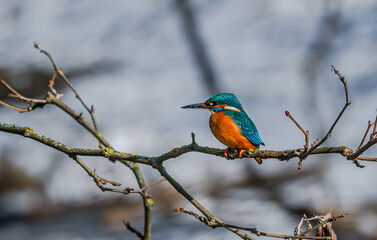 Common Kingfisher, Acedo Atthis, Sits On Tree Branch Watching For Fish