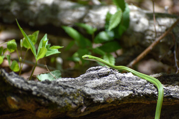 A small green snake slithering on a log in the forest.