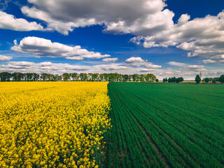 Field of rapeseed and field of green wheat with beautiful clouds - plant for green energy