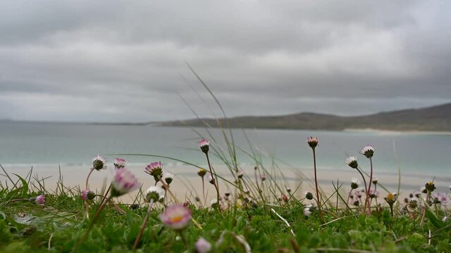 Short real time clip of machair flowers and grass blowing in wind with blurred background of Luskentyre beach, Isle of Harris, Scotland. Accompanying sound of sea and birdsong. Selective focus.