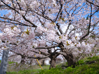 Fototapeta na wymiar 松前町の桜
