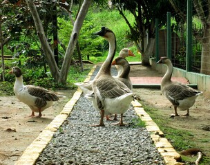 Natureza reunida. 
Reunited nature