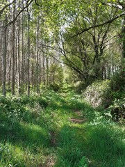 Camino forestal al nordeste de Galicia