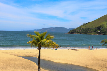 beach with palm trees