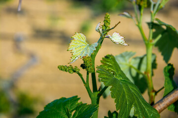Young vineyard in spring