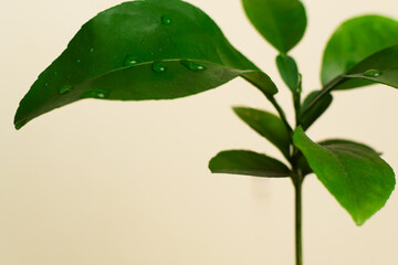 The sprout of the fruit of the Chinese pamelo.