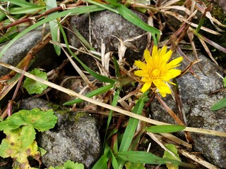 flower in the grass