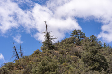 Los Padres National Forest, CA, USA - April 8, 2010: Closeup of pinacle of green forested mountain top under blue cloudscape.