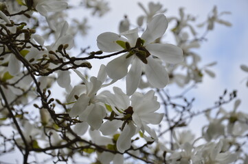 flower, nature,white,