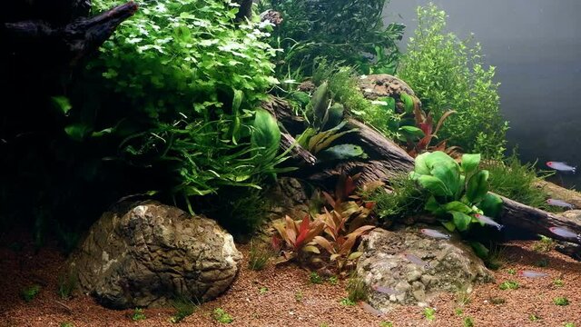 beautiful planted aquascape design detail with healthy plants, driftwood and stones on substrate, iwagumi Amano style nature freshwater aquarium, dwarf fish