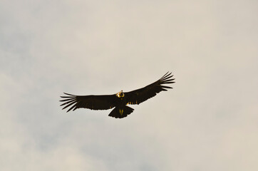 Condor andino en vuelo
