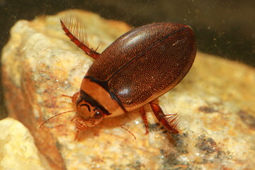 Male of diving beetle (Graphoderus bilineatus) in natural habitat