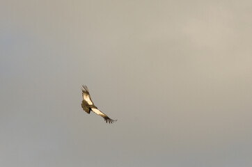Condor andino en vuelo