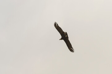 Condor andino en vuelo