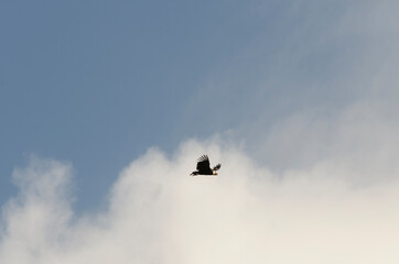 Condor andino en vuelo