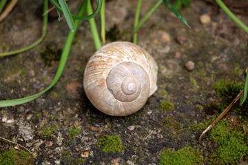 Abandoned light brown snail house shell left on old concrete covered with moss in local home garden surrounded with grass covered with morning dew on warm spring day