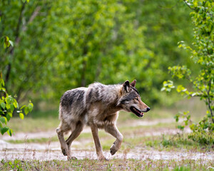 Wolf Photo Stock. Close-up profile view in the bushes in springtime in Northern Ontario in its environment and habitat with blur forest background. Image. Picture. Portrait.
