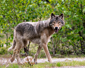 Naklejka na ściany i meble Wolf Photo Stock. Close-up profile side view in the bushes in springtime in Northern Ontario looking at camera in its environment and habitat with blur forest background. Image. Picture. Portrait.