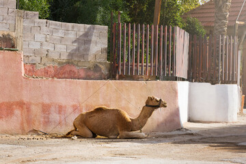 A camel on a leash near the house. The baby camel lies on the ground. Pet in Israel
