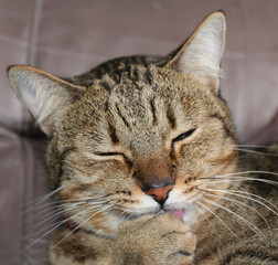 Gray brownish cat licking its paw. Feline pet with long white and black whiskers, with eyes closed.