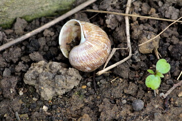 Abandoned light brown snail house shell partially filled with wet soil left in local home garden next to small plant and dry twigs on warm sunny spring day