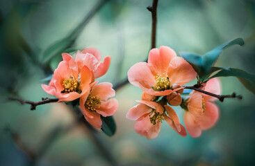 Quince flowers on a branch against the background of a blooming spring garden. Blooming quince, spring background. Vintage processing in a retro style. - obrazy, fototapety, plakaty