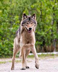 Wolf Photo Stock. Close-up profile view in the bushes in springtime in Northern Ontario looking at camera in its environment and habitat with blur forest background. Image. Picture. Portrait.