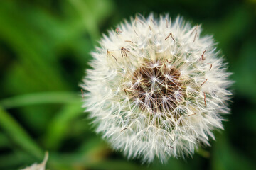 Close up of a dandelion, Macro photography.