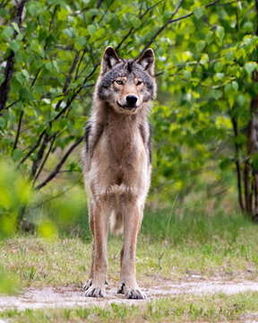 Wolf Photo Stock. Close-up profile front view in the bushes in springtime in Northern Ontario looking at camera in its environment and habitat with blur forest background. Image. Picture. Portrait.