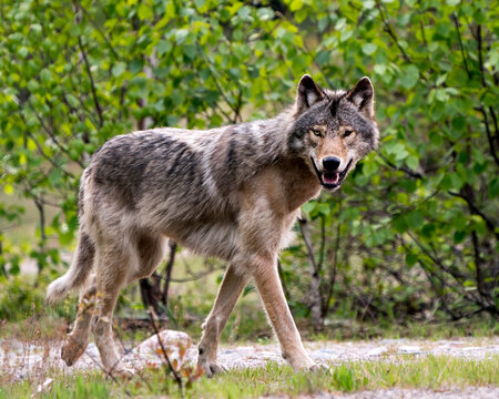 Wolf Photo Stock. Close-up profile side view in the bushes in springtime in Northern Ontario looking at camera in its environment and habitat with blur forest background. Image. Picture. Portrait.