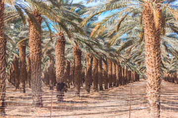 Date palms close up under the blue sky. Orchard in the desert. Date palm plantation in Israel. Growing fruits for sale. Trees planted in a row. - obrazy, fototapety, plakaty