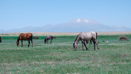 Natural Horses and Mountain Kayseri