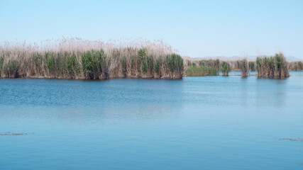 River and grass natural Turkey Sultan Sazligi