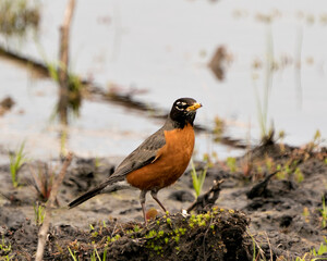 American Robin Photo. Close-up profile view by the water with foliage and mud and blur water background in its environment and habitat. Robin Image. Picture. Portrait.