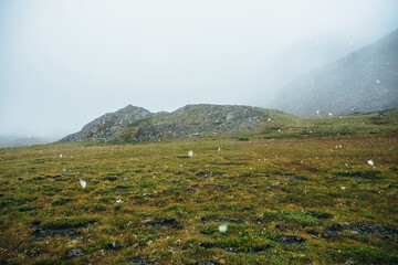 Beautiful snowfall in high mountains. Green grass on hill and rocks during snowfall. Scenic...