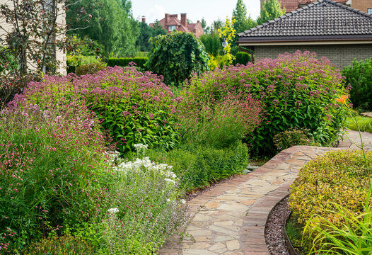 Amaing garden of perennials - pink flowering  (Eupat&oacute;rium) - garden on russian dacha near Moscow