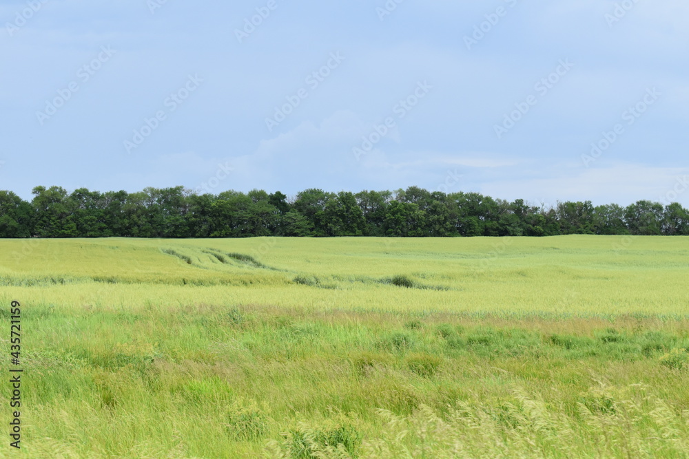 Wall mural wheat field