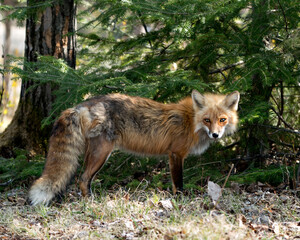 Fototapeta premium Red Fox Photo Stock. Fox Image. close-up profile view looking at camera with a spruce tree background in its environment and habitat in the springtime season. Picture. Portrait.