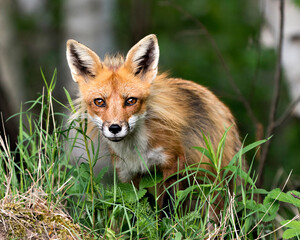 Naklejka na ściany i meble Red Fox Photo Stock. Fox Image. head shot close-up profile view looking at camera with a blur background and enjoying its environment and habitat. Portrait. Picture.