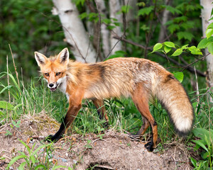 Fototapeta premium Red Fox Photo Stock. Fox Image. Close-up profile view side view in the springtime with blur forest and birch trees background in its environment and habitat. Picture. Portrait