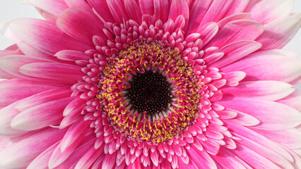 detail of beautiful pink white gradient gerbera blossom background