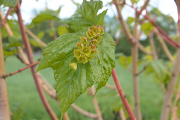 close-up of green leaf with blossoms of red barked Moosewood Maple 