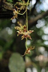 Flor de plantas de jardinería. 