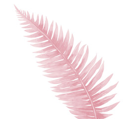 Fern Leaf in pale pink colors. Watercolor illustration isolated on white background. 