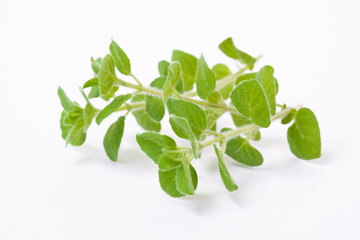 Green oregano on white background with copy space.Fresh oregano on a white scene.